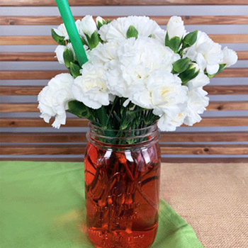 Science Project with White Carnations | FiftyFlowers.com