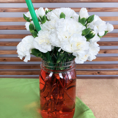 Science Project with White Carnations | FiftyFlowers.com