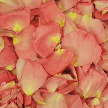 Cherish Pink Dried Rose Petals