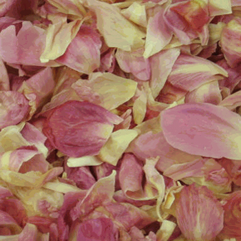 Dazzling Coral Pink Dried Peony Petals