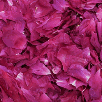 Fuchsia Fun Dried Peony Petals