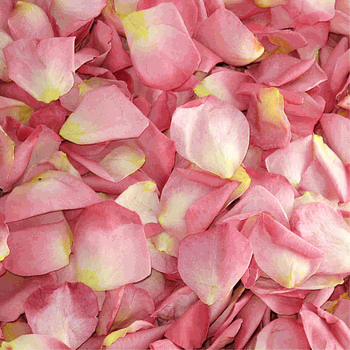 Pink Enchantment Dried Rose Petals