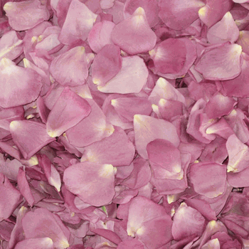 Lucky Lavender Dried Rose Petals