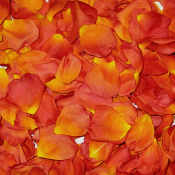 Orange Crush Dried Rose Petals