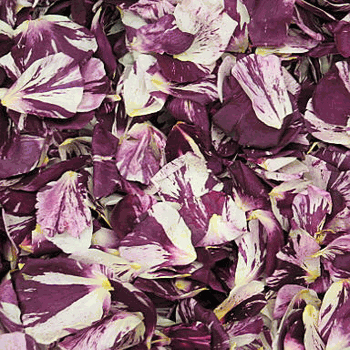 Novelty Purple and White Dried Rose Petals