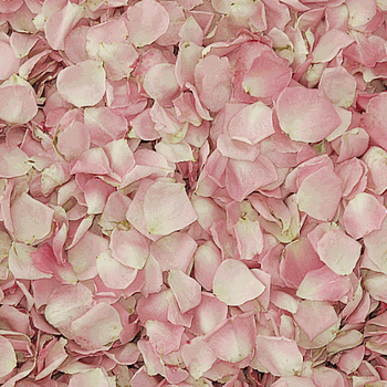 Lydia Petite Pink Dried Rose Petals