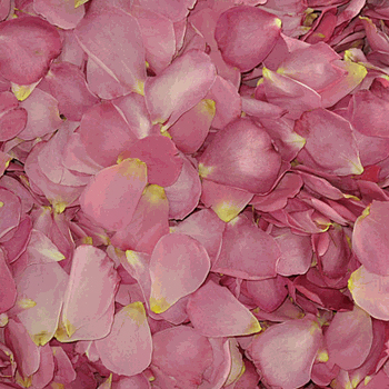 Pretty In Pink Dried Rose Petals