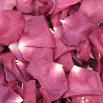 SuperNova Violet Pink Dried Rose Petals