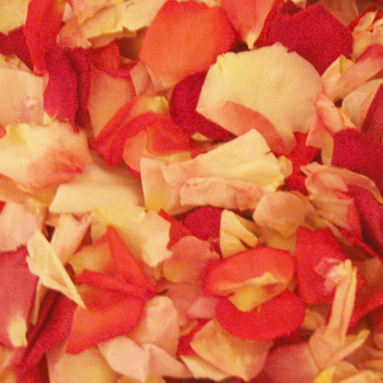 Touch of Pink Dried Rose Petals