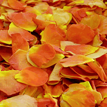 Vavoom Light Orange Dried Rose Petals