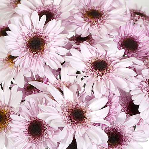 Lovely Lilac Novelty Fresh Flower