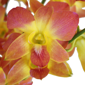 Apricot Punch Loose Orchid Blooms