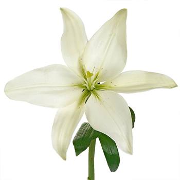 Creamy Dewdrop Asiatic Lily