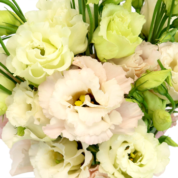 Blush Lisianthus Flower for October to May Delivery