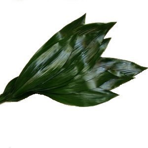 Aspidistra Leaf Greenery