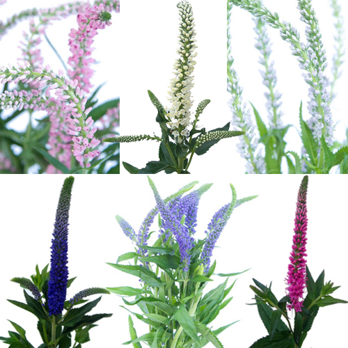 Assorted Veronica Flower