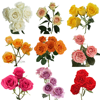Farm Mix Spray Bulk Roses Fiftyflowers Com