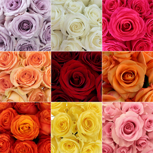 Bulk Roses 75 Stems Various Color Options FiftyFlowers