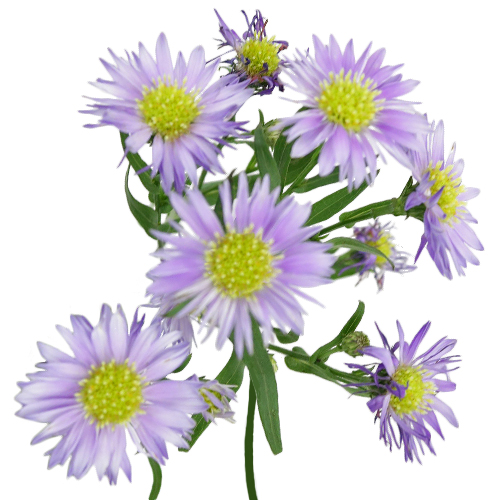 Light Purple Blush Aster Flower