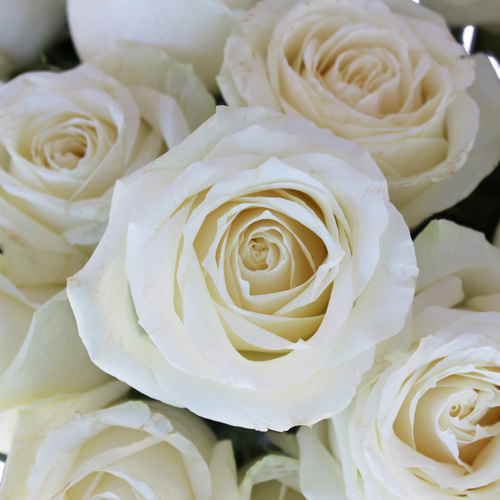 Avalanche White Rose