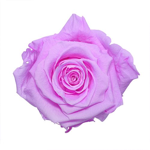 Preserved Baby Lily Rose