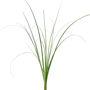 Bear Grass Greenery