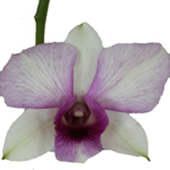 Berry Burst Loose Orchid Blooms