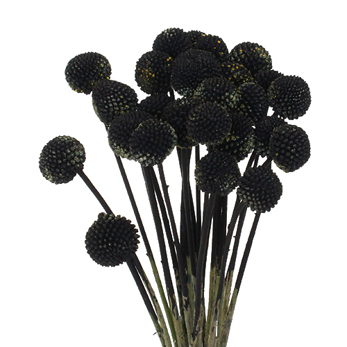 Black Wholesale Craspedia Billy Balls