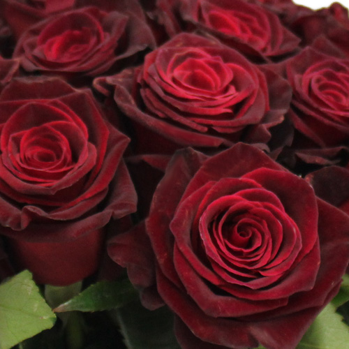 Black Bacarra Red Rose