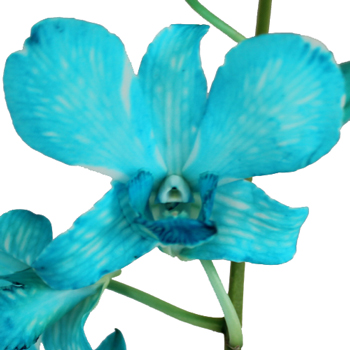 Blue Dendroibium Loose Orchid Blooms