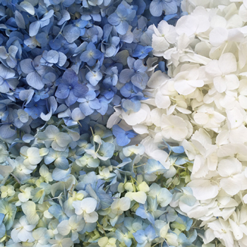 Blue Hydrangea Flower Petals