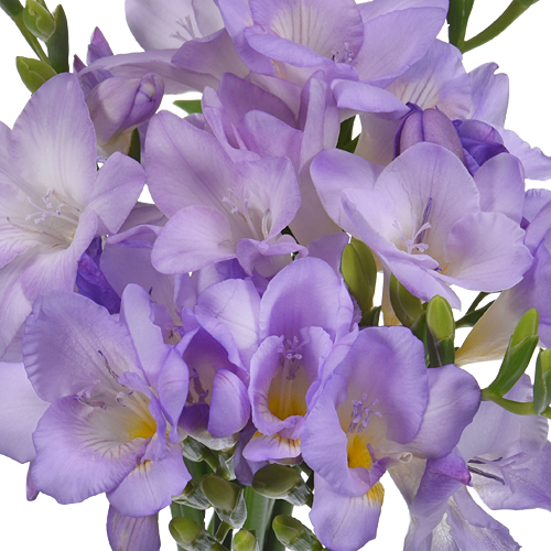 Lavender Freesia Flower | FiftyFlowers.com