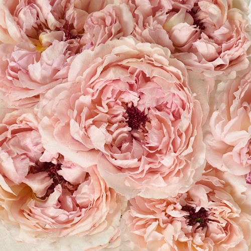 Blushing Button Garden Roses l