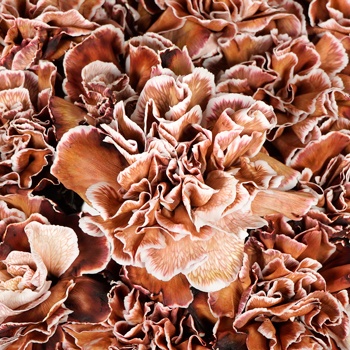 Brown Wholesale Carnations Up close