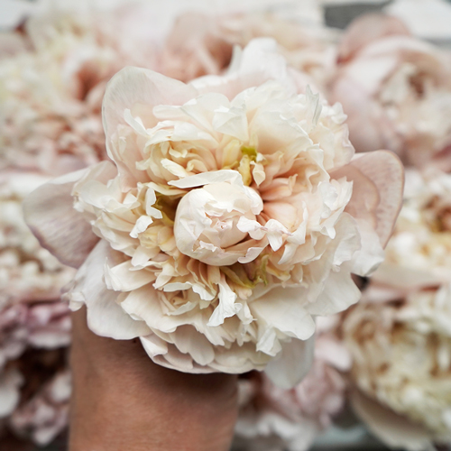 Blush Brownie Peony May Delivery