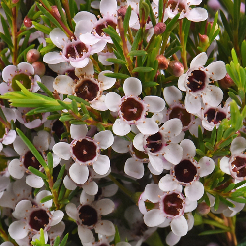 Burgundy Kiss White Wax Flower