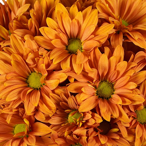 Mango Tango Daisy Flower