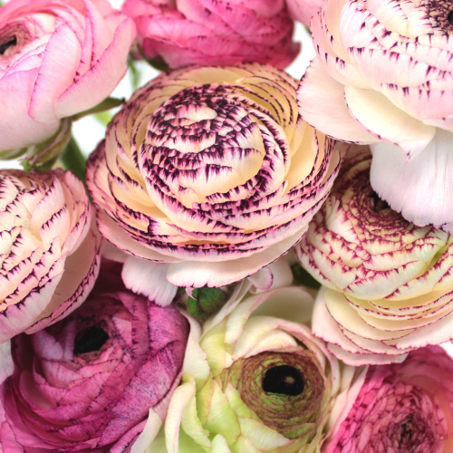 Bridal Blush Ranunculus Fresh Cut Flower