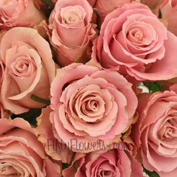 Charming Unique Light Pink Rose