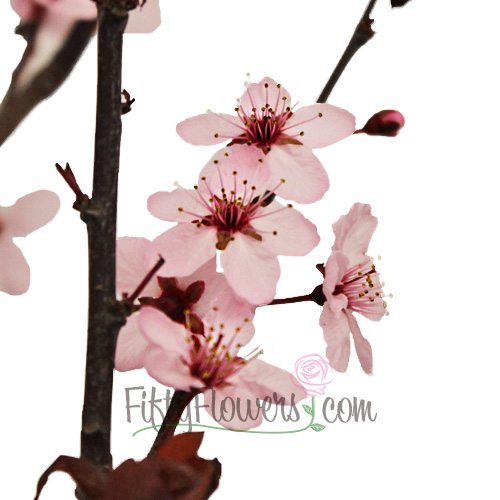 Blooming Pink Cherry Blossom Branches