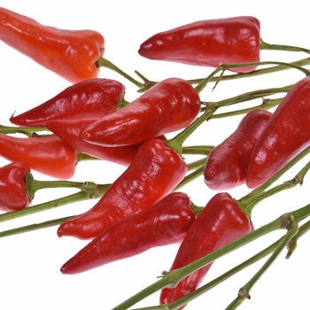 Chili Pepper Wholesale Fall Greens
