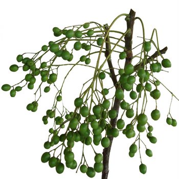 China Berry Fresh Autumn Greens