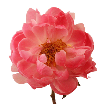 Coral Peony Flower August Delivery