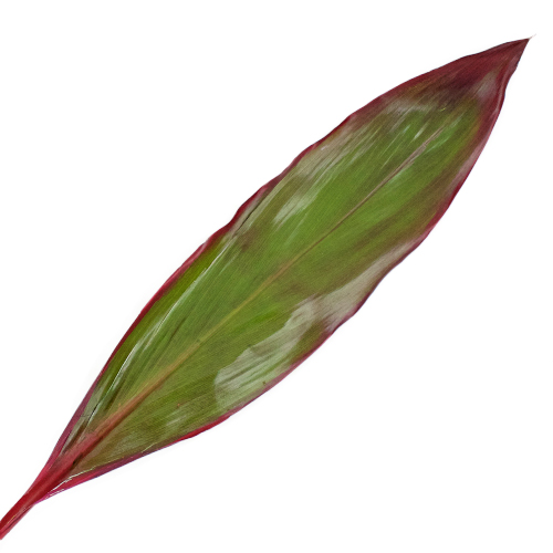 Green with Red Cordyline Leaf Filler