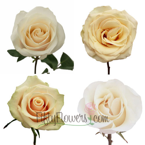 Cream Fresh Roses