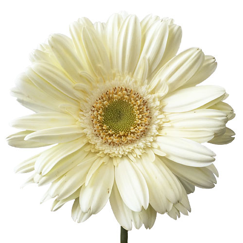 Creamy White Gerbera Daisy