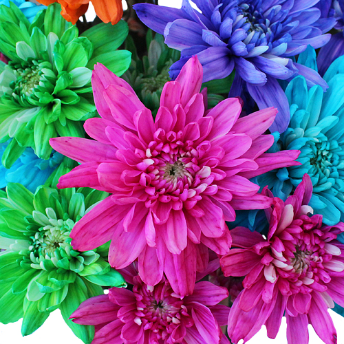 Hot Tinted Cushion Bulk Flowers