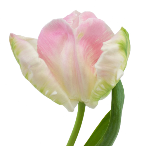 Blush Parrot Novelty Tulips