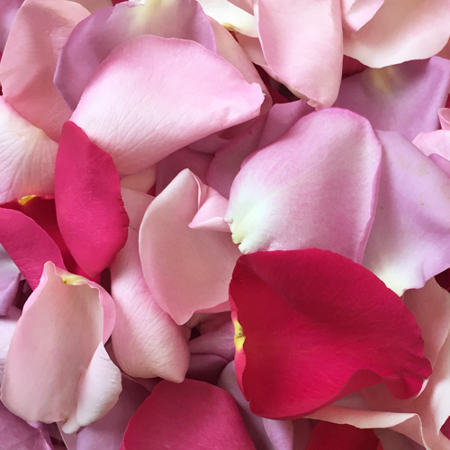 Shades of Pink Rose Petals