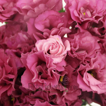 Raspberry Pink Lisianthus Bulk Flower